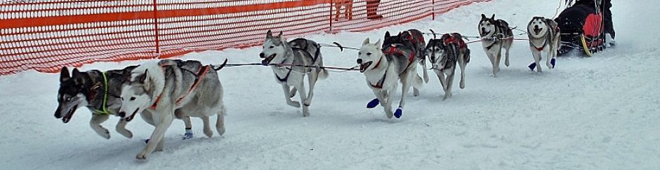 Kennel Unayok